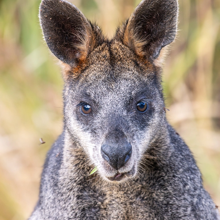CapeOtway-11_thumb.webp