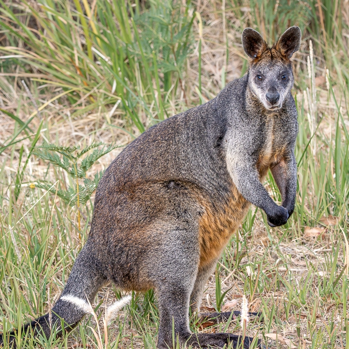 CapeOtway-12_thumb.webp
