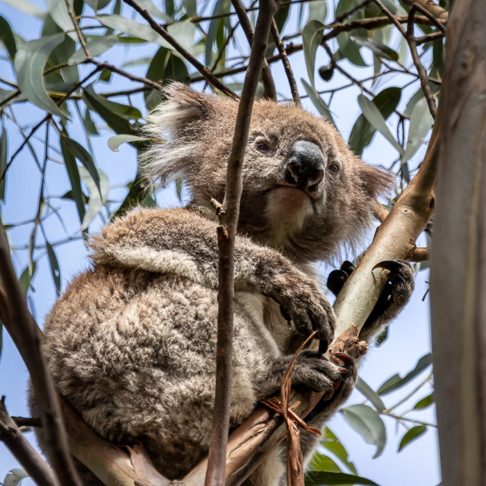 CapeOtway-1_thumb.webp