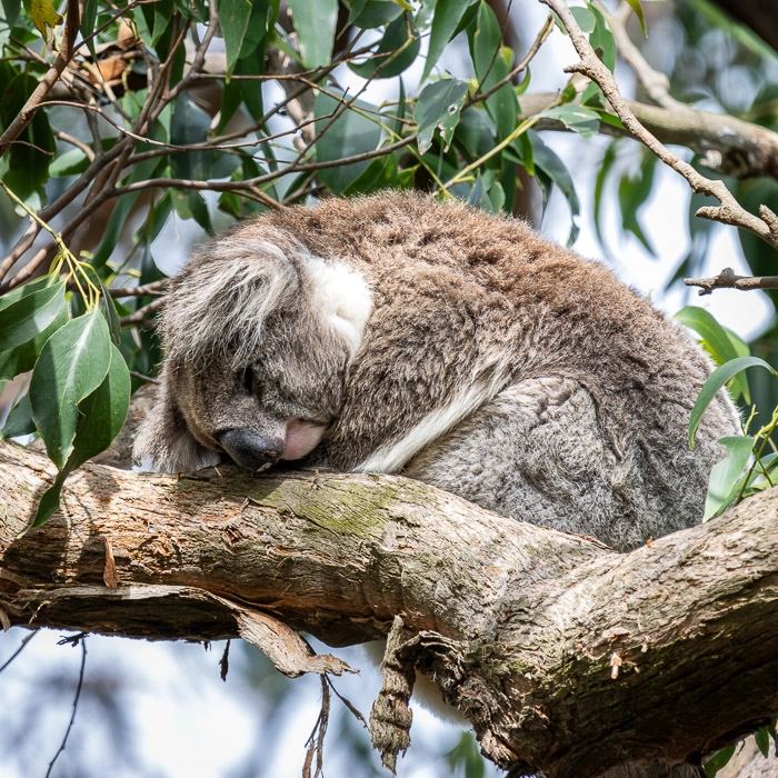 CapeOtway-2_thumb.webp