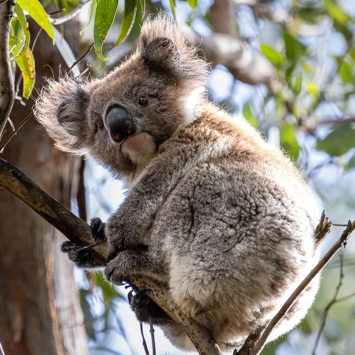 CapeOtway-3_thumb.webp