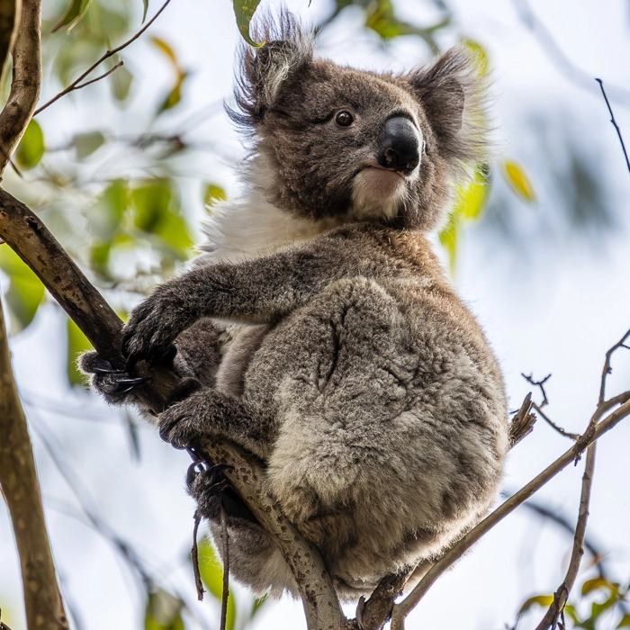 CapeOtway-4_thumb.webp
