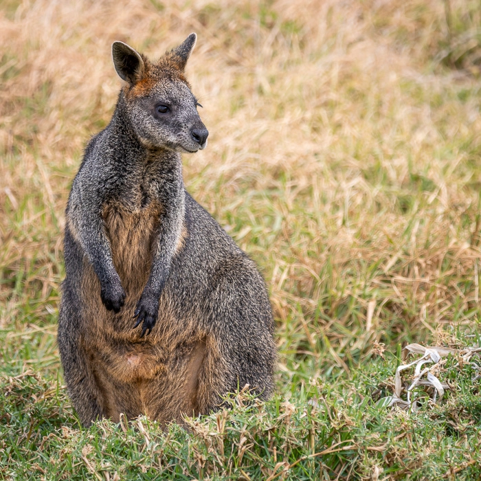 CapeOtway-5_thumb.webp