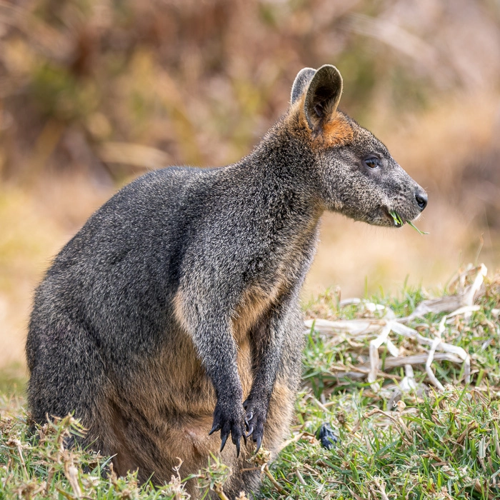 CapeOtway-7_thumb.webp