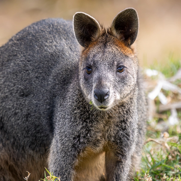 CapeOtway-8_thumb.webp