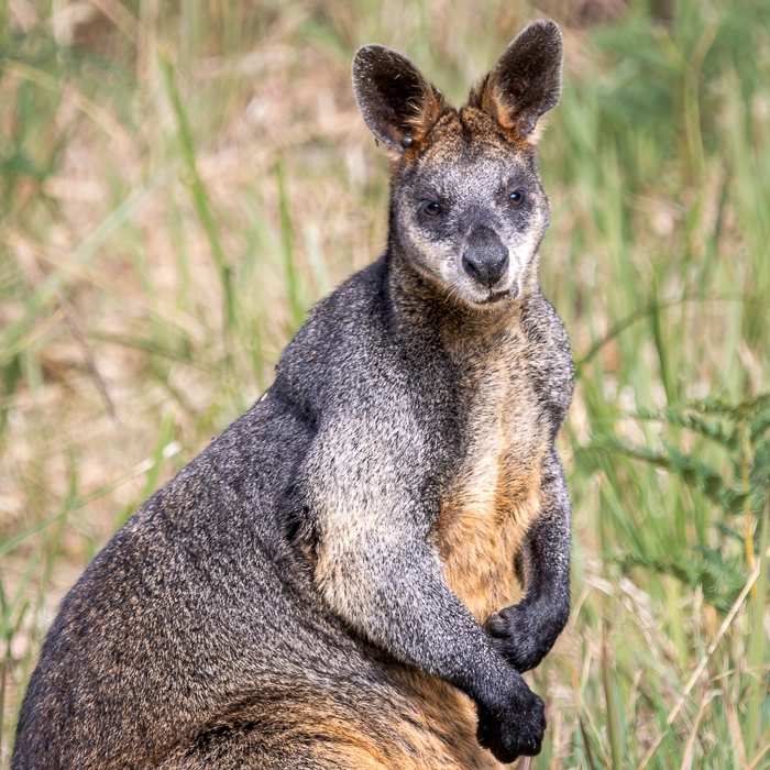 CapeOtway-9_thumb.webp